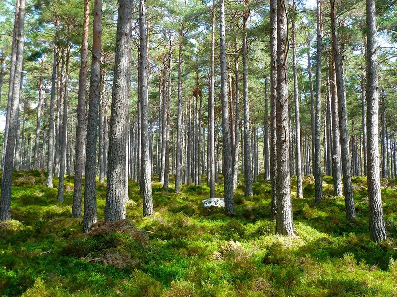 Woodland Vows