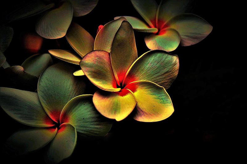 Bohemian Colors